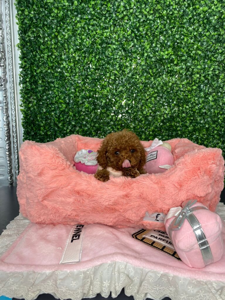 Tiny Red poodle Puppy For sale