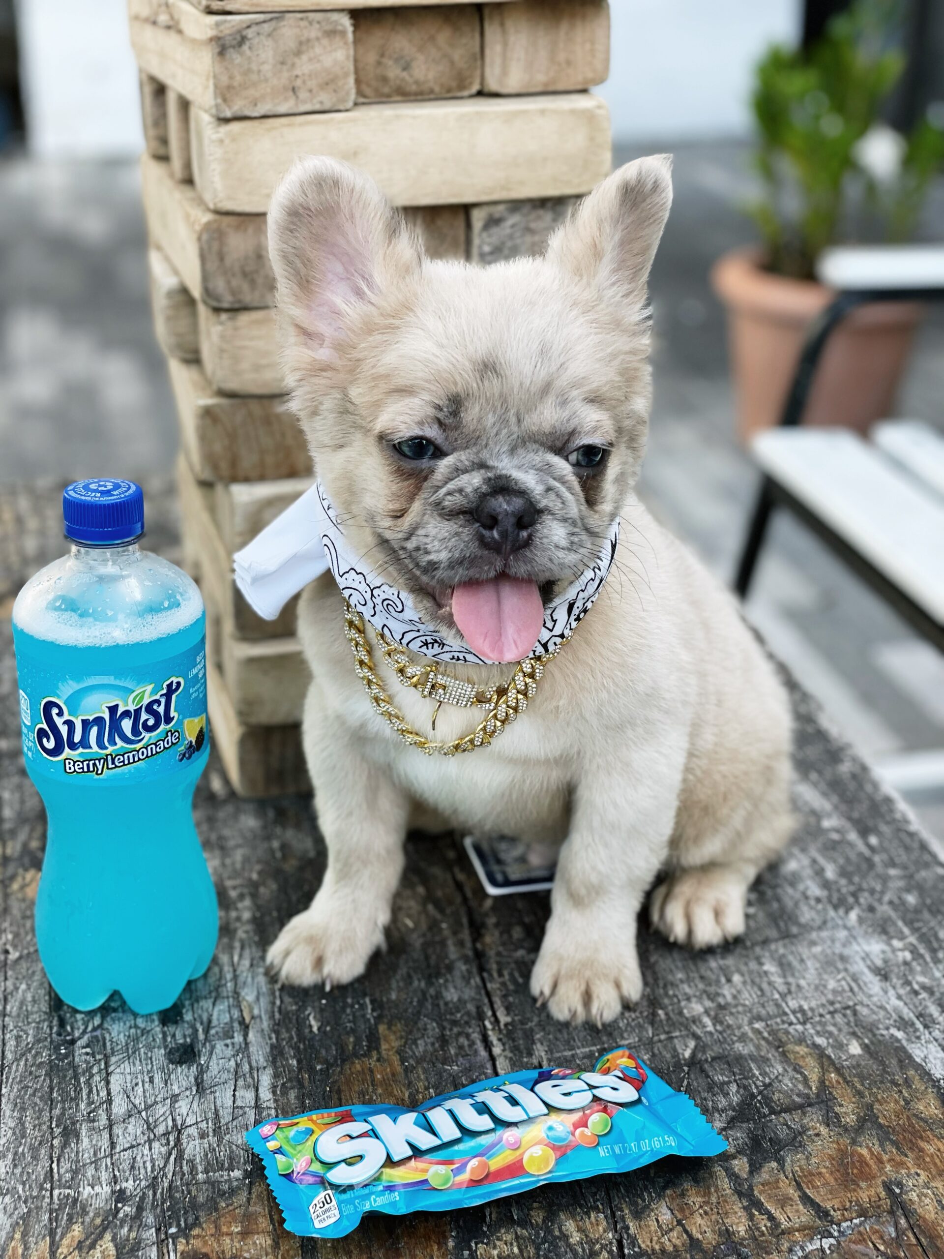 Merle Fluffy Frenchie For Sale