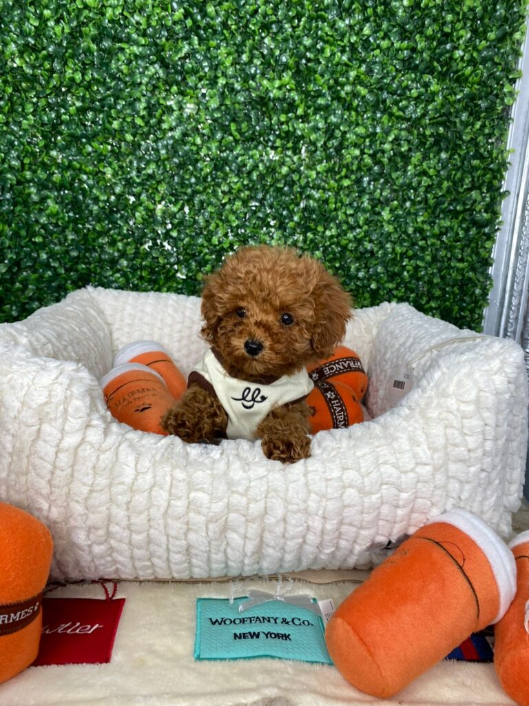 Red Toy Poodle Puppy For Sale