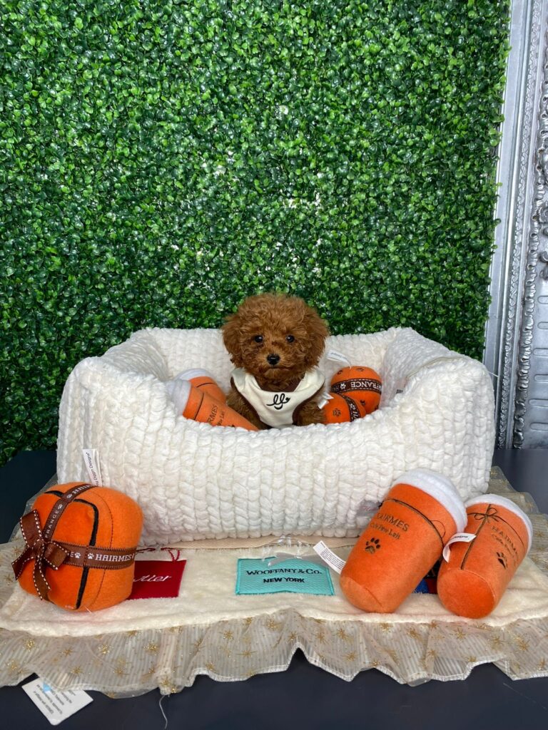 Red Toy Poodle Puppy For Sale
