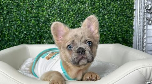 Fluffy Frenchie For Sale