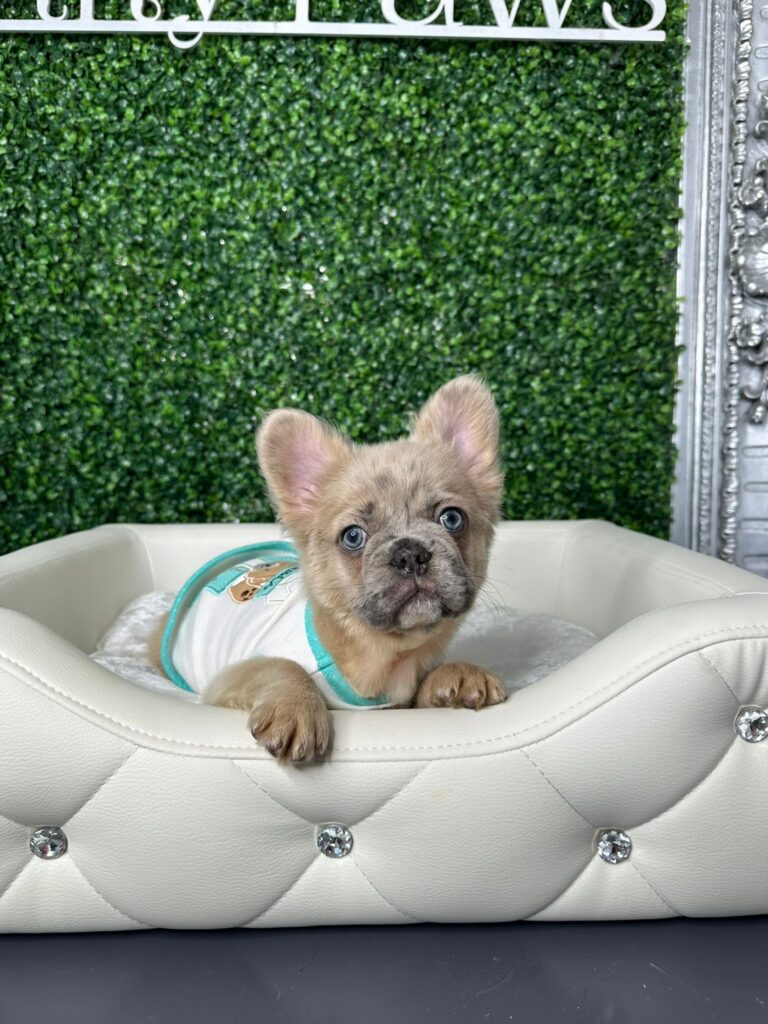Fluffy Frenchie For Sale