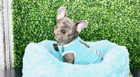 Benji Lilac Frenchie For Sale