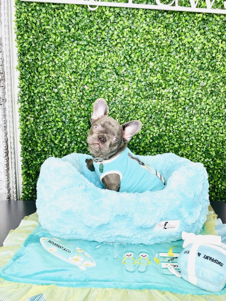 Benji Lilac Frenchie For Sale