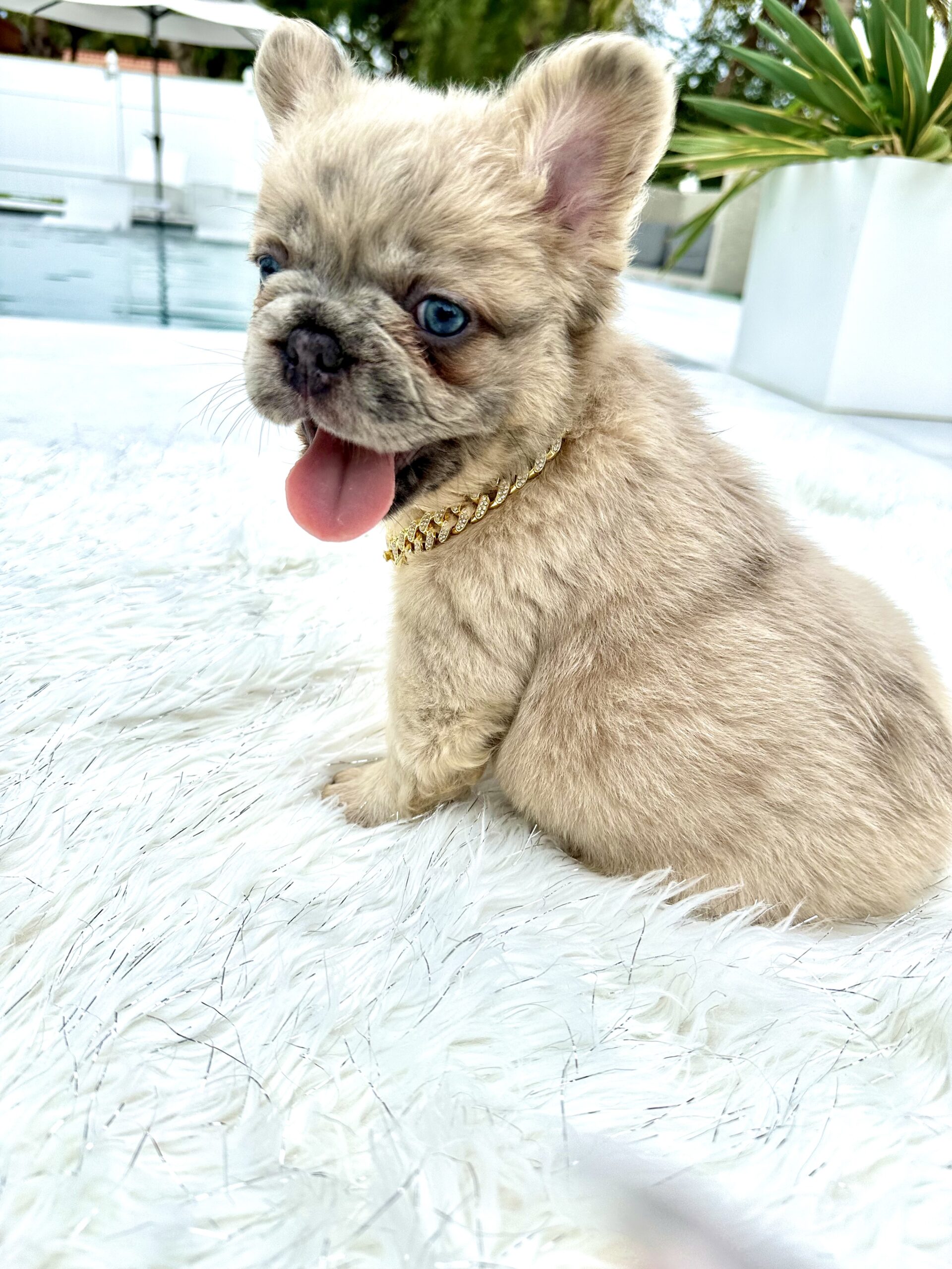 Merle Fluffy Frenchie For Sale