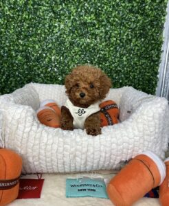 "Red Toy Poodle Puppy For Sale"