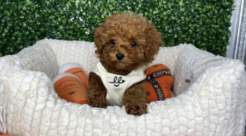 "Red Toy Poodle Puppy For Sale"