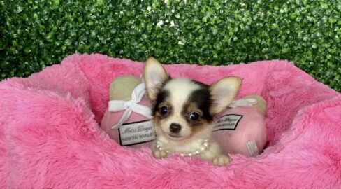 Tiny Chihuahua Puppy for Sale