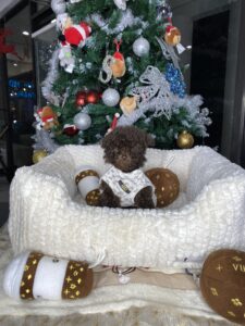 Choco Beautiful Chocolate Toy Poodle Puppy For Sale