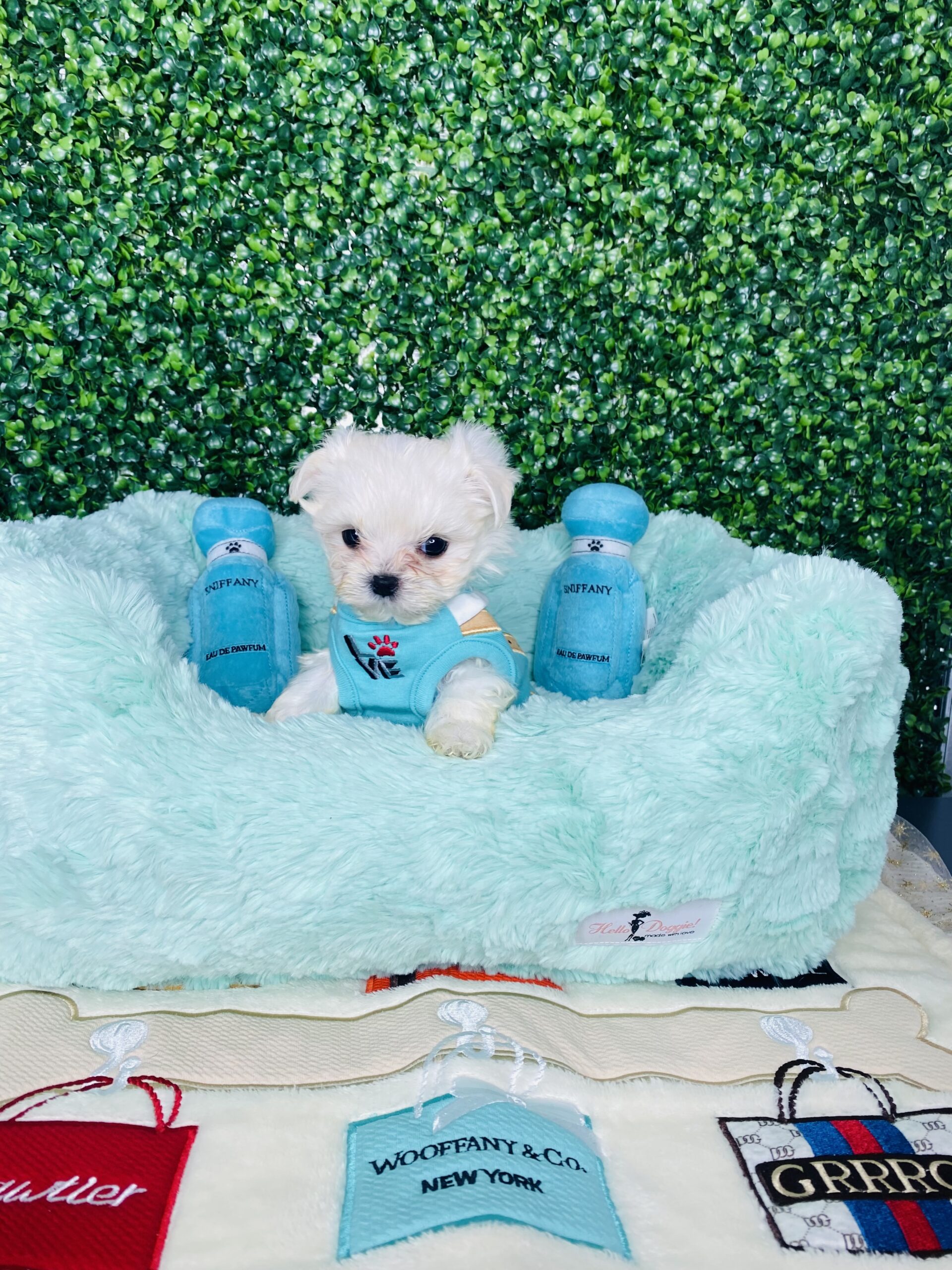 Mike Gorgeous Teddybear Maltese Puppy For Sale