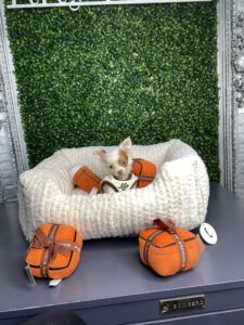 Pudin Tiny Long Coat Applehead Chihuahua Puppy For Sale