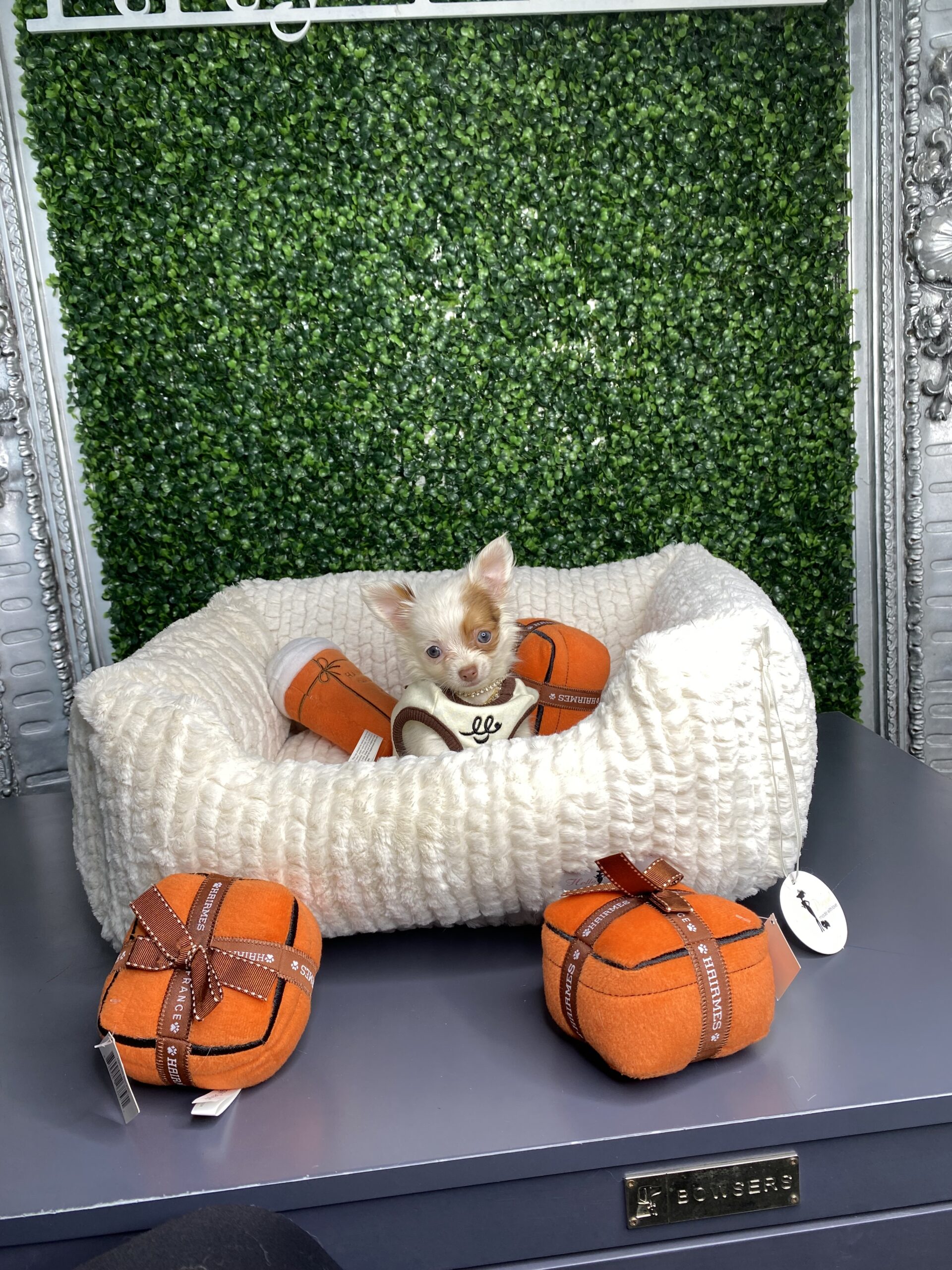 Pudin Tiny Long Coat Applehead Chihuahua Puppy For Sale